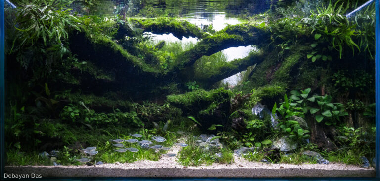 The Verdant Labyrinth