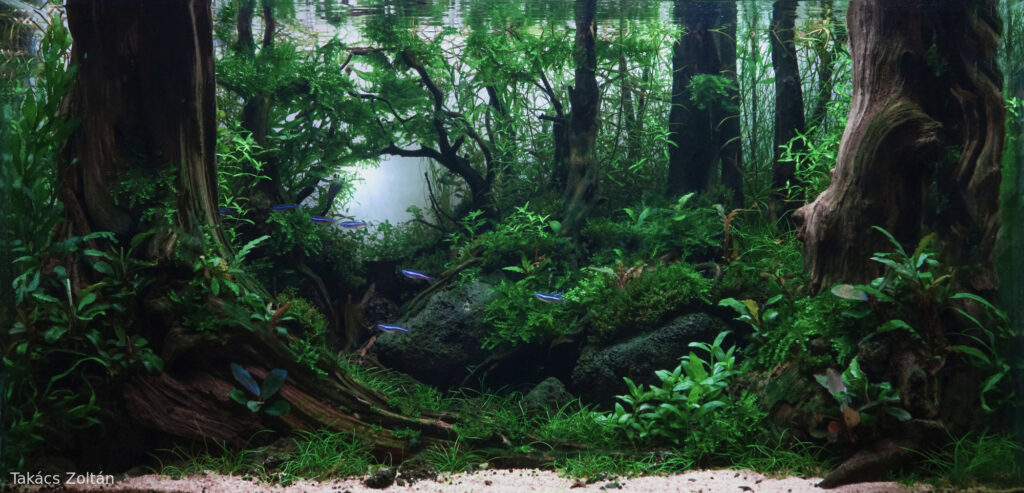 The Waking Forest - Aqua Plants Hub