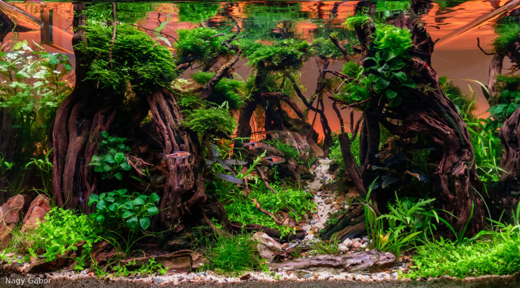 The calm of the day - Aqua Plants Hub