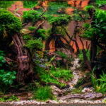 The calm of the day - Aqua Plants Hub