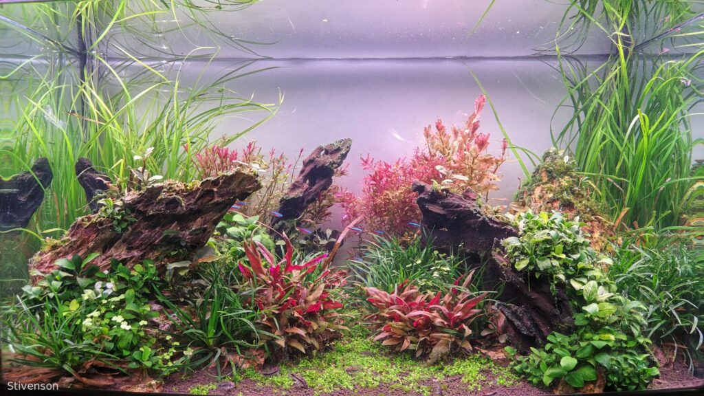 The colors life. - Aqua Plants Hub