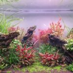 The colors life. - Aqua Plants Hub