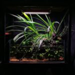 The green escape - Aqua Plants Hub