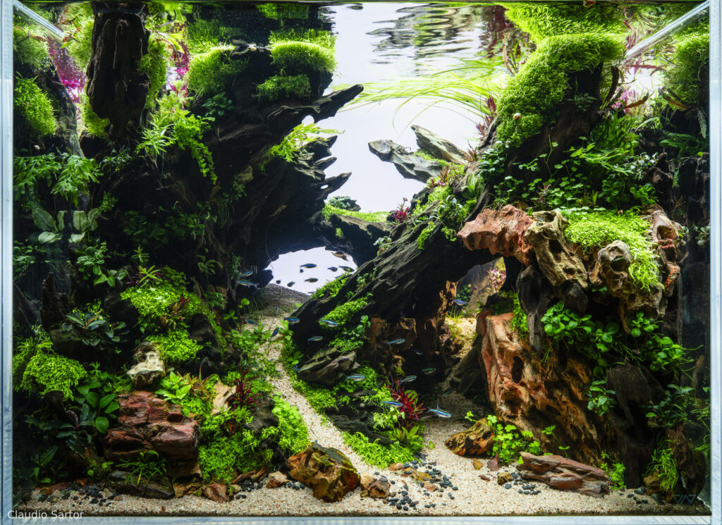 The hidden hollow - Aqua Plants Hub