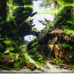 The hidden hollow - Aqua Plants Hub