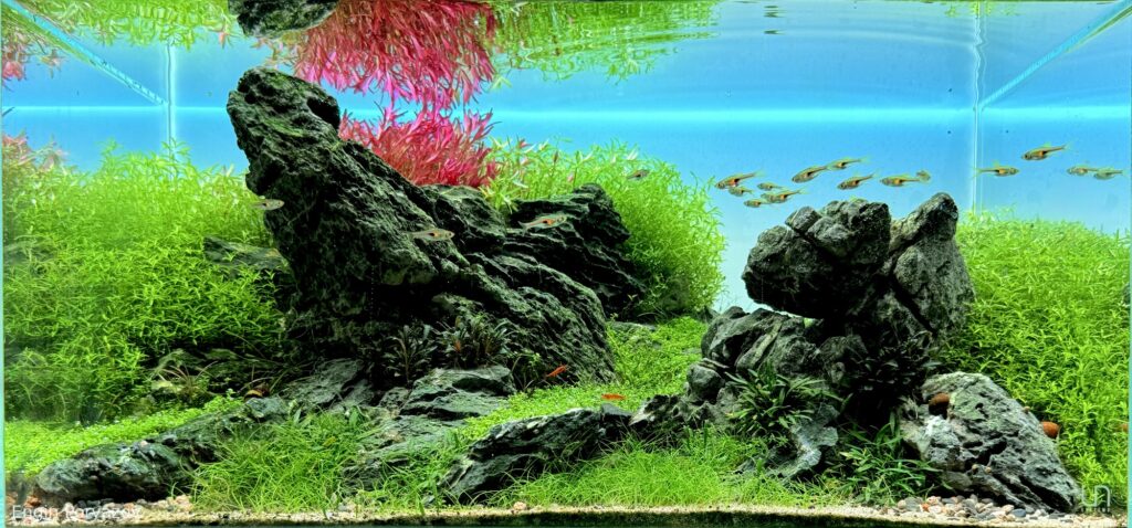 The king stone - Aqua Plants Hub