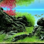The king stone - Aqua Plants Hub