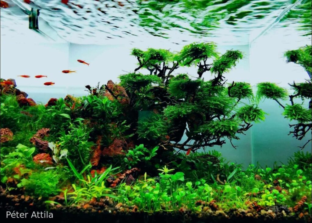 The silence of the moment - Aqua Plants Hub