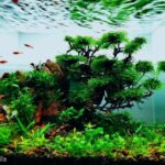The silence of the moment - Aqua Plants Hub