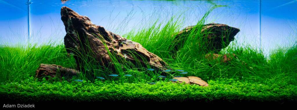 The weight of silence - Aqua Plants Hub