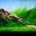 The weight of silence - Aqua Plants Hub