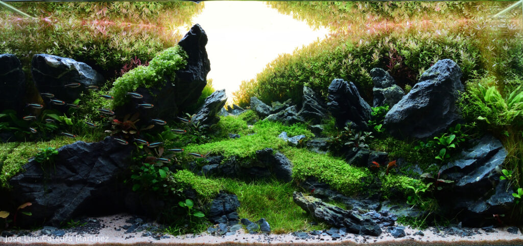 The whisper of the stones - Aqua Plants Hub