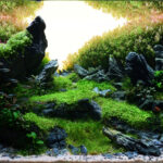 The whisper of the stones - Aqua Plants Hub