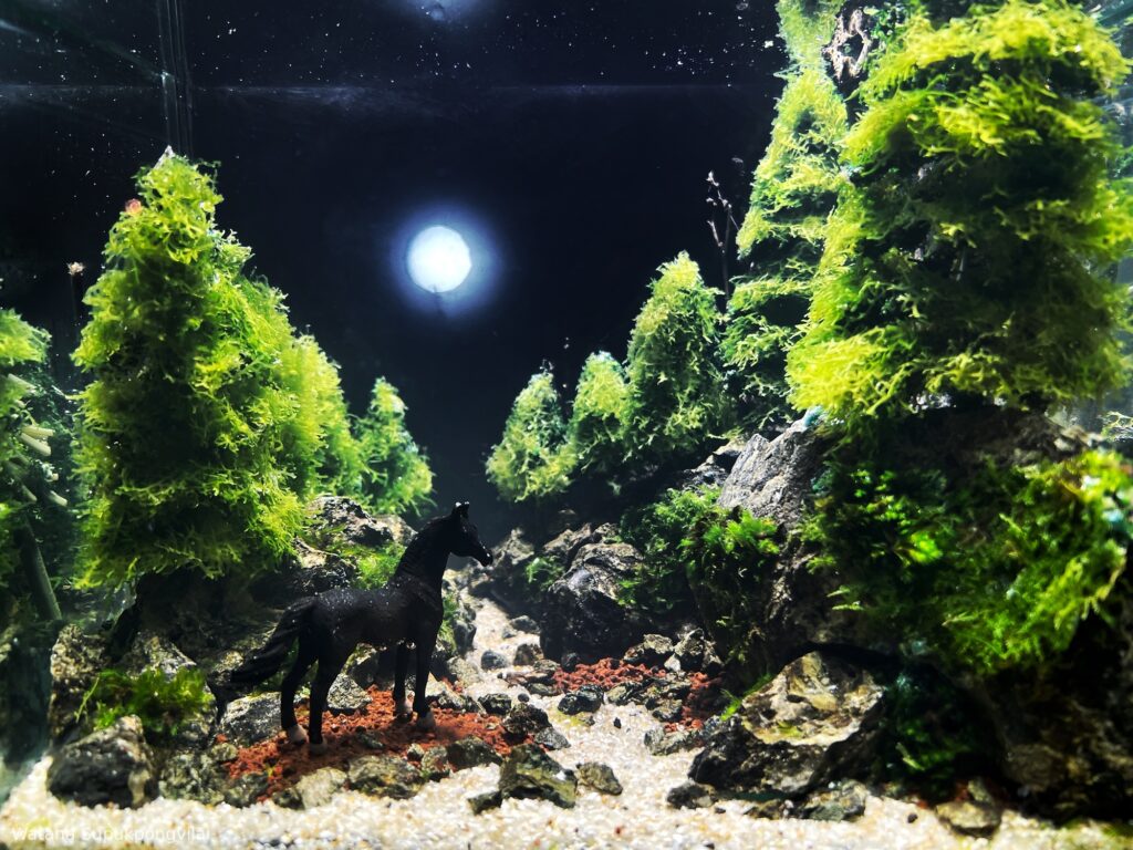 The whispering night - Aqua Plants Hub