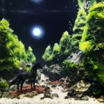 The whispering night - Aqua Plants Hub