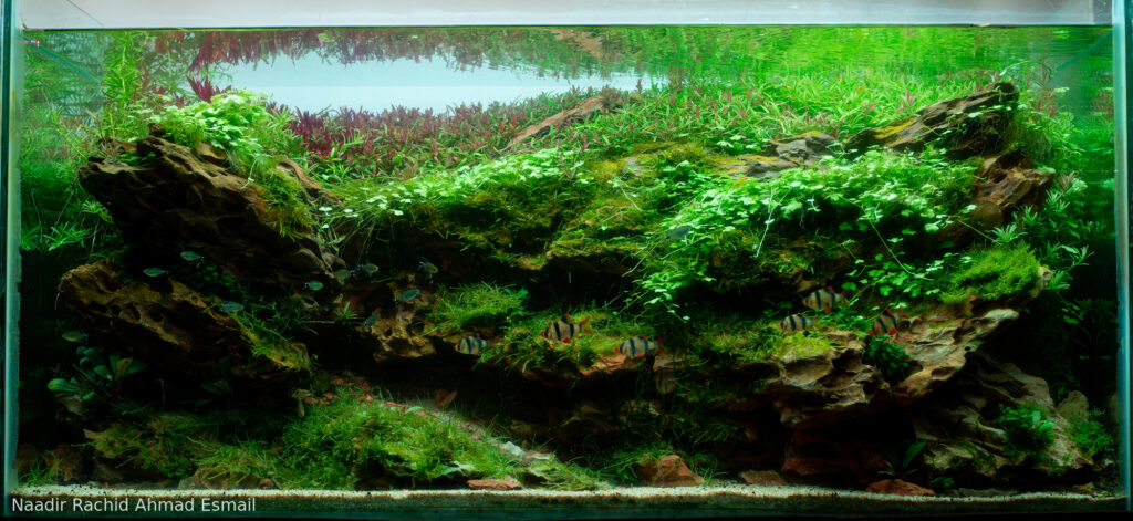Tigers in the Dragon valley - Aqua Plants Hub