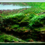 Tigers in the Dragon valley - Aqua Plants Hub