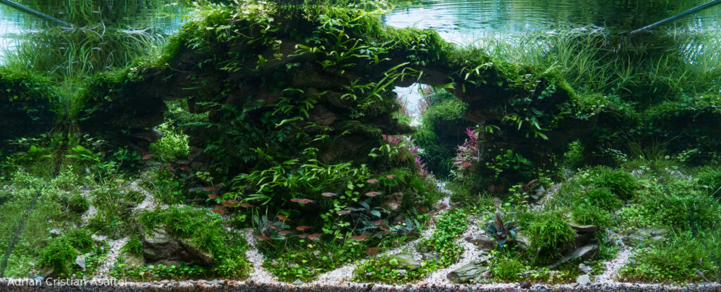 Time - Aqua Plants Hub