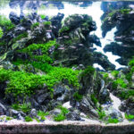 Time Rift - Aqua Plants Hub