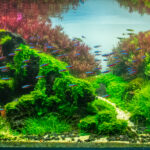 Timiqui - Aqua Plants Hub