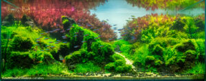 Timiqui - Aqua Plants Hub