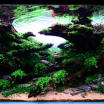 Trail - Aqua Plants Hub