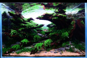 Trail - Aqua Plants Hub