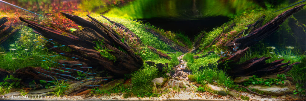 Trail of current - Aqua Plants Hub