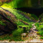 Trail of current - Aqua Plants Hub