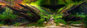 Trail of current - Aqua Plants Hub