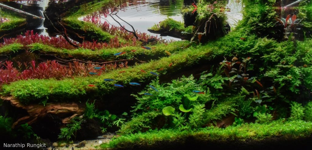 Tree of lifes - Aqua Plants Hub