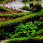 Tree of lifes - Aqua Plants Hub