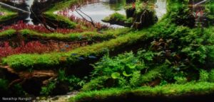 Tree of lifes - Aqua Plants Hub