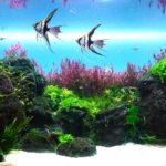 Tropical Patadise - Aqua Plants Hub