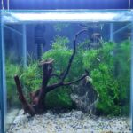 Tropical Zen Garden - Aqua Plants Hub
