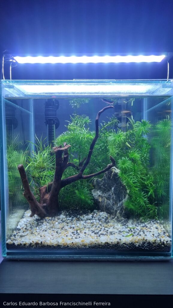 Tropical Zen Garden - Aqua Plants Hub