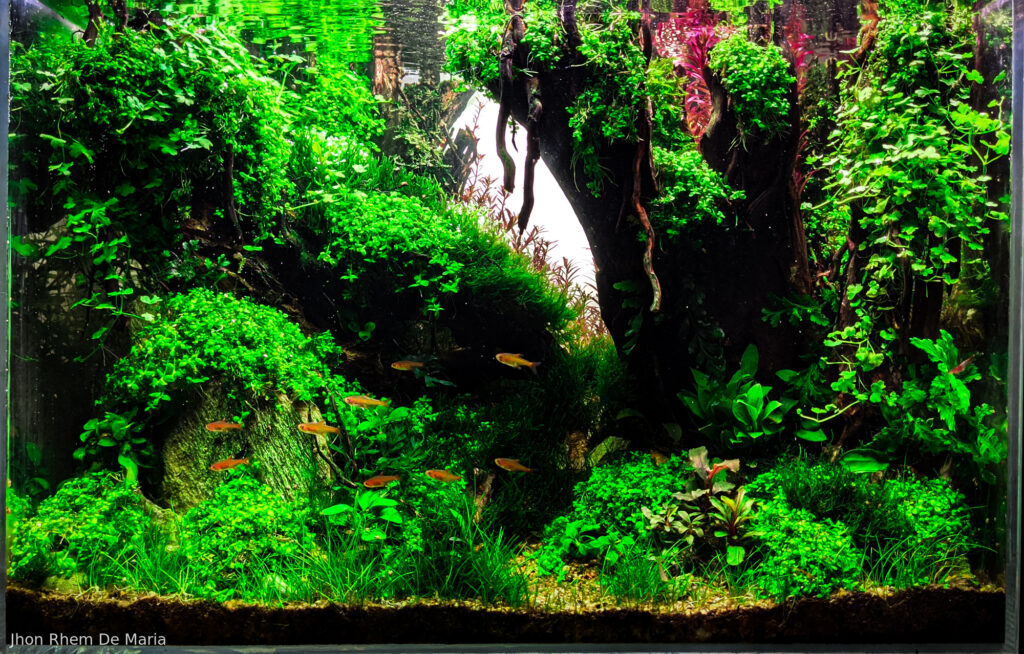 Twilight - Twilight (AGA 2025 #1289) - Aqua Plants Hub
