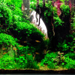 Twilight - Twilight (AGA 2025 #1289) - Aqua Plants Hub