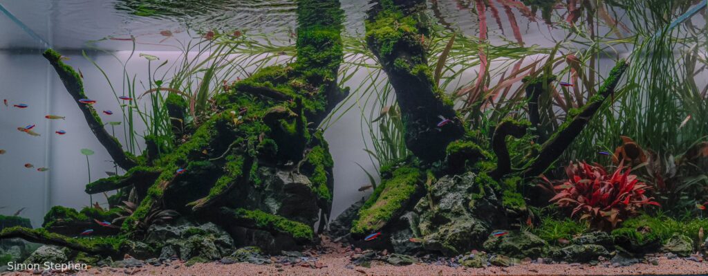 Two Brothers - Aqua Plants Hub