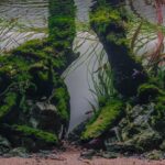 Two Brothers - Aqua Plants Hub