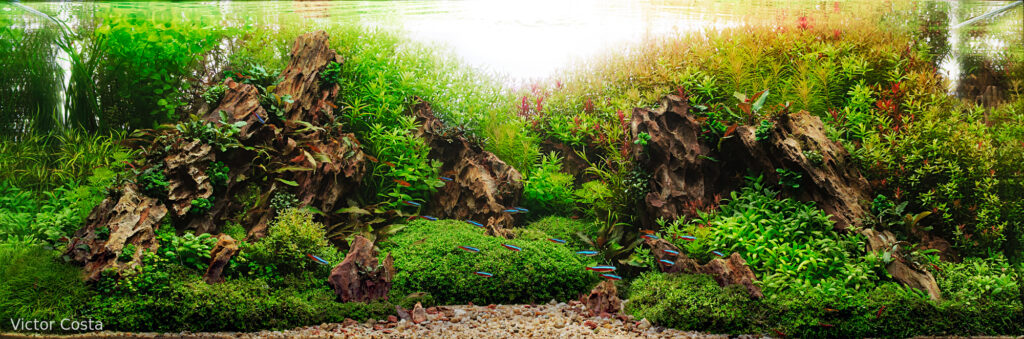 Two sons life´s - Aqua Plants Hub