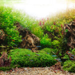 Two sons life´s - Aqua Plants Hub