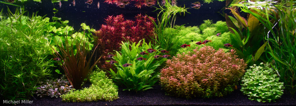 Unexpected - Aqua Plants Hub