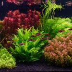 Unexpected - Aqua Plants Hub