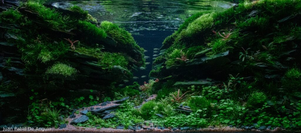 Valley of shadows - Aqua Plants Hub