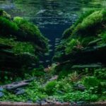Valley of shadows - Aqua Plants Hub