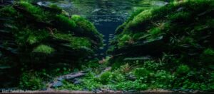 Valley of shadows - Aqua Plants Hub