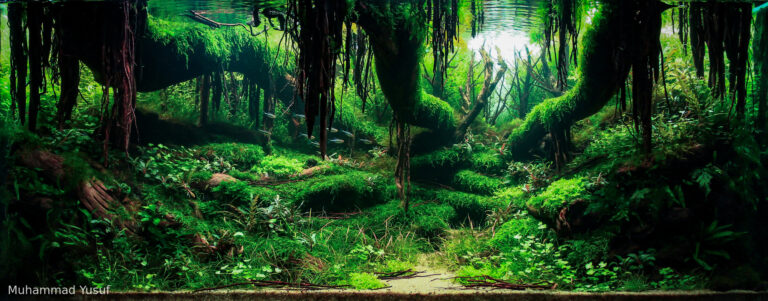 Veins Of Nature 2