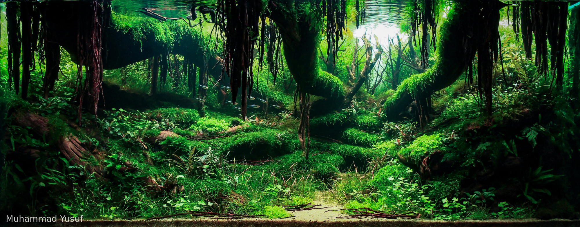 Veins Of Nature 2 - Aqua Plants Hub