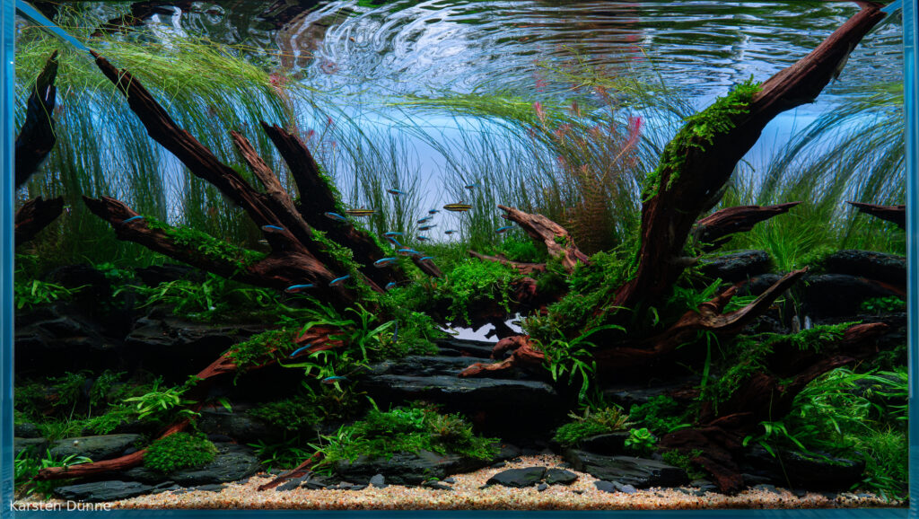 Veins of life - Aqua Plants Hub